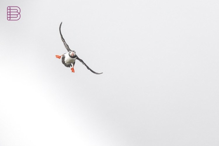 Sony RX10 V puffin in flight captured with Real-time Recognition AF