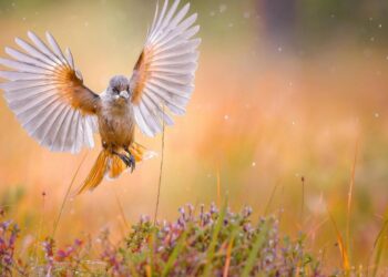 Bird in flight photographed with the Sony FE 400mm F4.5 GM OSS super-telephoto lens