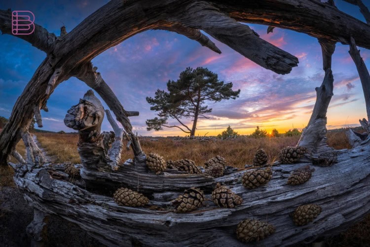 Sony SEL814G fisheye lens sample photo of a dead tree and pinecones at sunset