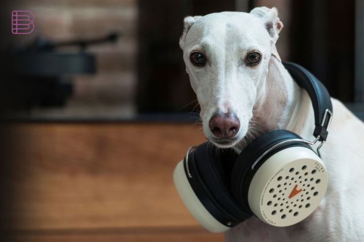 A whippet wearing the Palma DHS-10 headphones around its neck