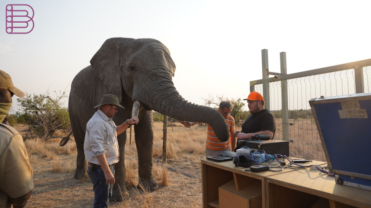 Ascendo-Talks-to-Elephants-1