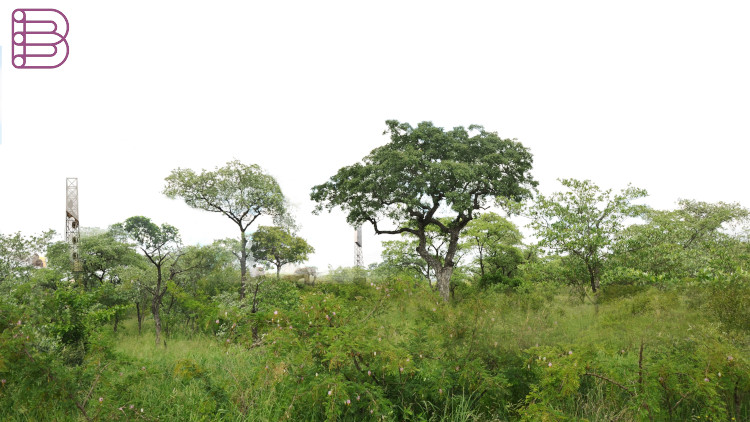 Ascendo-Talks-to-Elephants-2