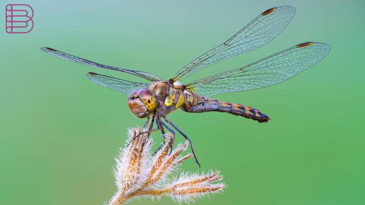 Sony-FE-100mm-F2.8-Macro-GM-OSS-1